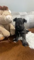Gunther, a male Miniature Schnauzer for sale in Bolivar, MO – 1 of 7