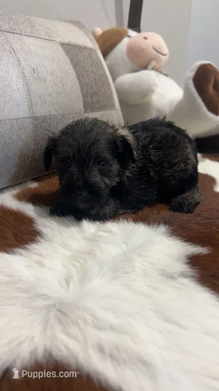 Chandler – Miniature Schnauzer puppy for sale in Bolivar, MO