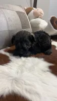Chandler, a male Miniature Schnauzer for sale in Bolivar, MO – 1 of 7