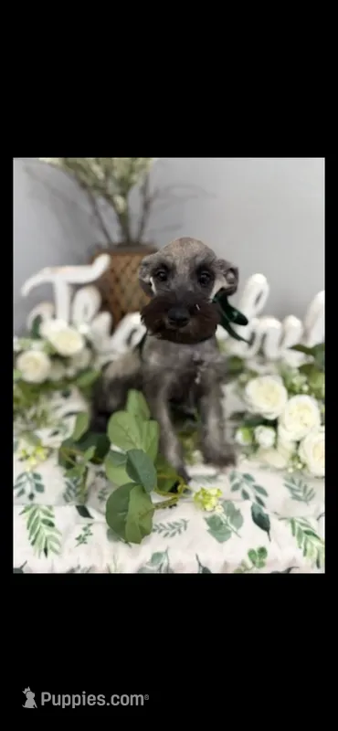Phoebe – Miniature Schnauzer puppy for sale in Bolivar, MO