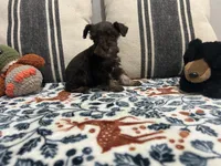 Ross, a male Miniature Schnauzer for sale in Bolivar, MO – 5 of 10