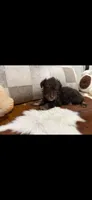 Ross, a male Miniature Schnauzer for sale in Bolivar, MO – 5 of 7