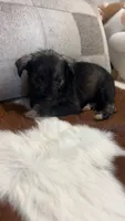 Rachel, a female Miniature Schnauzer for sale in Bolivar, MO – 3 of 6