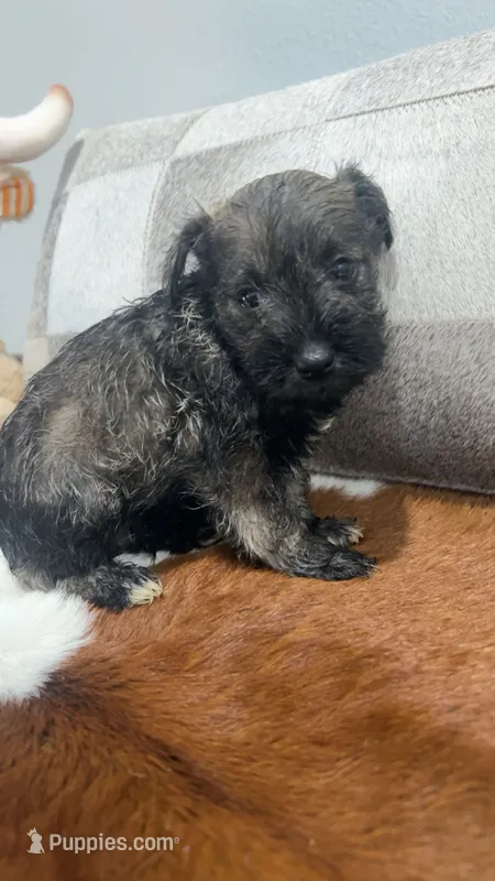 Phoebe – Miniature Schnauzer puppy for sale in Bolivar, MO