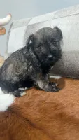 Phoebe, a female Miniature Schnauzer for sale in Bolivar, MO – 1 of 5