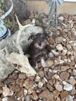 Ross, a male Miniature Schnauzer for sale in Bolivar, MO – 3 of 10