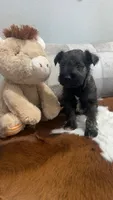 Gunther, a male Miniature Schnauzer for sale in Bolivar, MO – 3 of 7