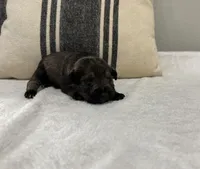 Chandler, a male Miniature Schnauzer for sale in Bolivar, MO – 4 of 7