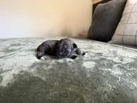Phoebe, a female Miniature Schnauzer for sale in Bolivar, MO – 5 of 5