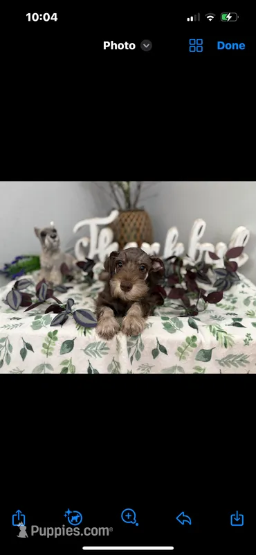 Ross – Miniature Schnauzer puppy for sale in Bolivar, MO
