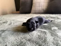 Monica, a female Miniature Schnauzer for sale in Bolivar, MO – 3 of 7