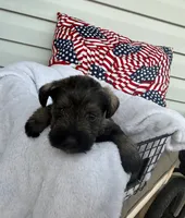 Chandler, a male Miniature Schnauzer for sale in Bolivar, MO – 6 of 7