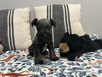 Gunther, a male Miniature Schnauzer for sale in Bolivar, MO – 4 of 10