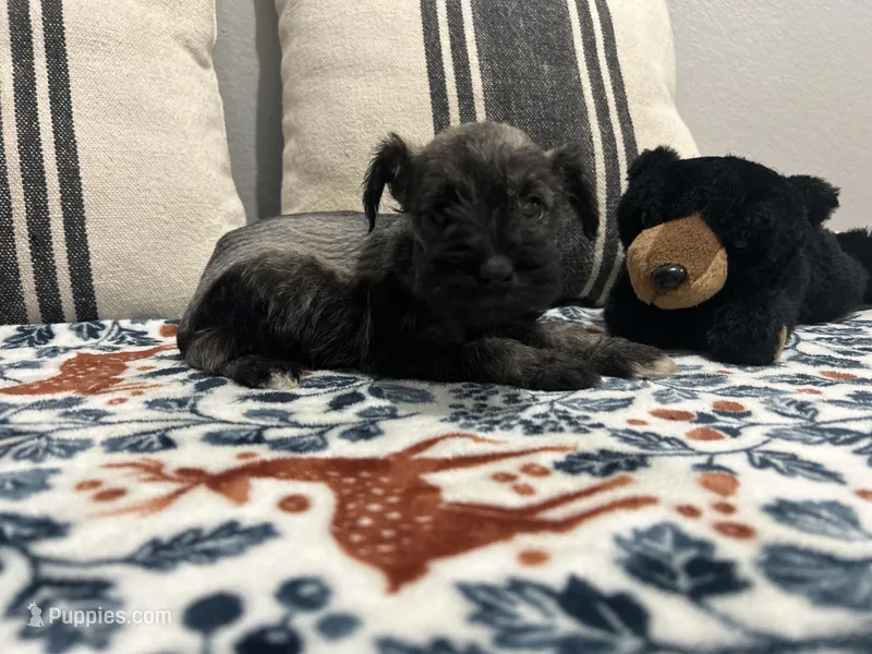 Phoebe – Miniature Schnauzer puppy for sale in Bolivar, MO