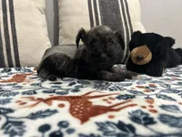 Phoebe, a female Miniature Schnauzer for sale in Bolivar, MO – 3 of 10