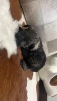 Chandler, a male Miniature Schnauzer for sale in Bolivar, MO – 2 of 7