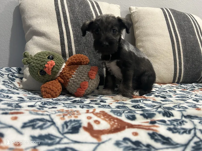 Rachel – Miniature Schnauzer puppy for sale in Bolivar, MO