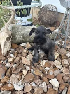 Gunther – Miniature Schnauzer puppy for sale in Bolivar, MO