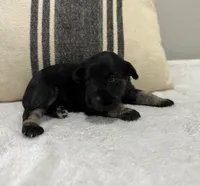 Monica, a female Miniature Schnauzer for sale in Bolivar, MO – 1 of 7