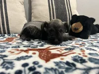 Phoebe, a female Miniature Schnauzer for sale in Bolivar, MO – 4 of 10