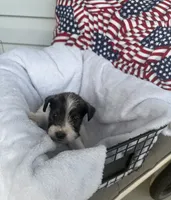 Joey, a male Miniature Schnauzer for sale in Bolivar, MO – 1 of 10