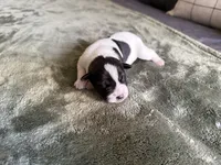 Joey, a male Miniature Schnauzer for sale in Bolivar, MO – 6 of 10