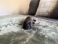 Gunther, a male Miniature Schnauzer for sale in Bolivar, MO – 2 of 7