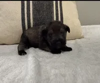 Chandler, a male Miniature Schnauzer for sale in Bolivar, MO – 3 of 7