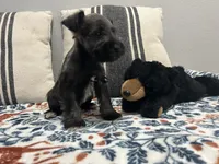 Gunther, a male Miniature Schnauzer for sale in Bolivar, MO – 7 of 10