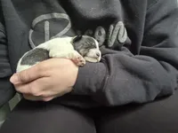 Joey, a male Miniature Schnauzer for sale in Bolivar, MO – 7 of 10
