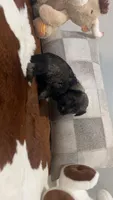 Phoebe, a female Miniature Schnauzer for sale in Bolivar, MO – 2 of 5