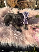 Phoebe, a female Miniature Schnauzer for sale in Bolivar, MO – 2 of 10