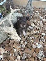 Ross, a male Miniature Schnauzer for sale in Bolivar, MO – 2 of 10