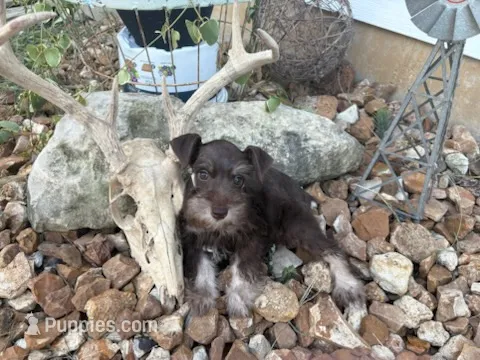 Ross – Miniature Schnauzer puppy for sale in Bolivar, MO