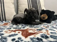 Phoebe, a female Miniature Schnauzer for sale in Bolivar, MO – 5 of 10