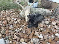Gunther, a male Miniature Schnauzer for sale in Bolivar, MO – 2 of 10