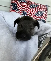 Gunther, a male Miniature Schnauzer for sale in Bolivar, MO – 5 of 7