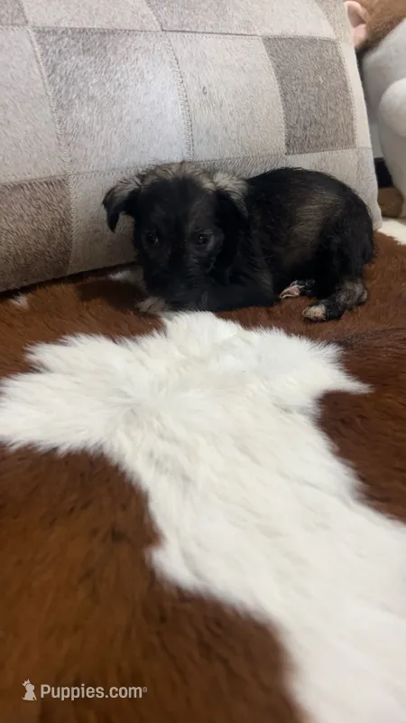 Rachel – Miniature Schnauzer puppy for sale in Bolivar, MO