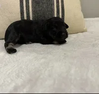 Monica, a female Miniature Schnauzer for sale in Bolivar, MO – 4 of 7