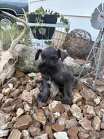 Gunther, a male Miniature Schnauzer for sale in Bolivar, MO – 3 of 10