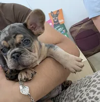 Bruno , a male French Bulldog for sale in San Antonio, TX – 2 of 2