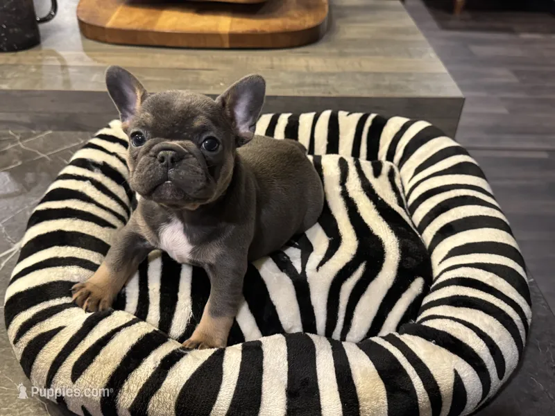 Roxy – French Bulldog puppy for sale in San Antonio, TX