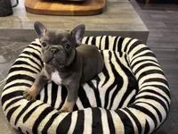 Roxy, a male French Bulldog for sale in San Antonio, TX – 1 of 2