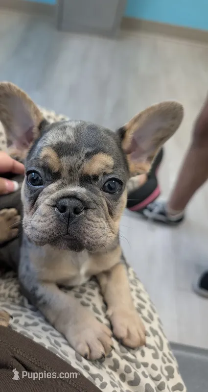 Bruno  – French Bulldog puppy for sale in San Antonio, TX