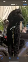 Bailey, a female Poodle - Standard  for sale in Texas City, TX – 4 of 4