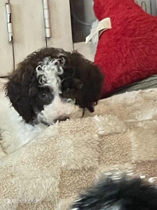 Bailey – Poodle - Standard  puppy for sale in Texas City, TX