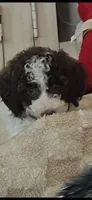 Bailey, a female Poodle - Standard  for sale in Texas City, TX – 3 of 4