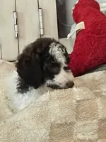Bailey, a female Poodle - Standard  for sale in Texas City, TX – 2 of 4