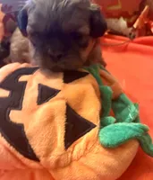 Hallie, a female Shih Tzu for sale in Dawsonville, GA – 8 of 10