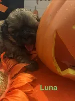 Luna, a female Shih Tzu for sale in Dawsonville, GA – 4 of 10